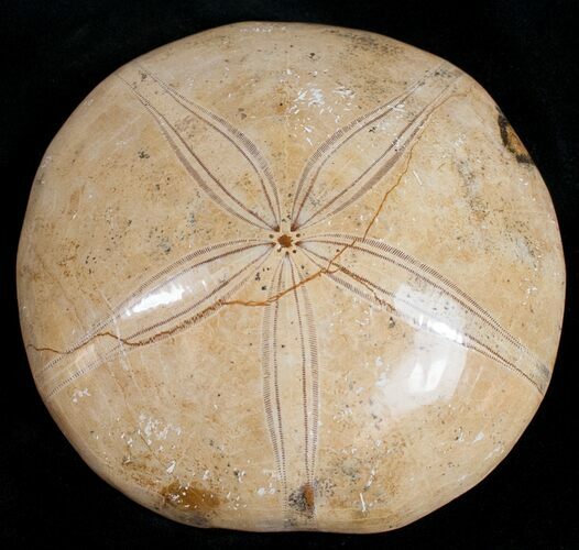 Large, Top Quality Polished Fossil Sand Dollar #11836